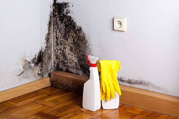 Best Kitchen Mold Remediation in Delhi, CA
